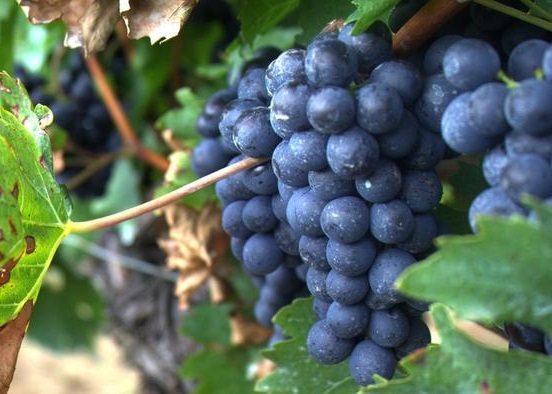 A bunch of grapes on the vine, covered by a dusting of yeast.