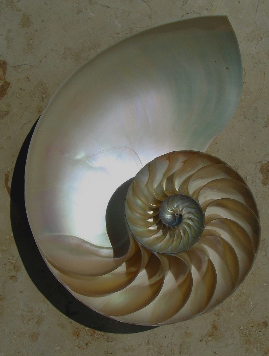 Nautilus-shell